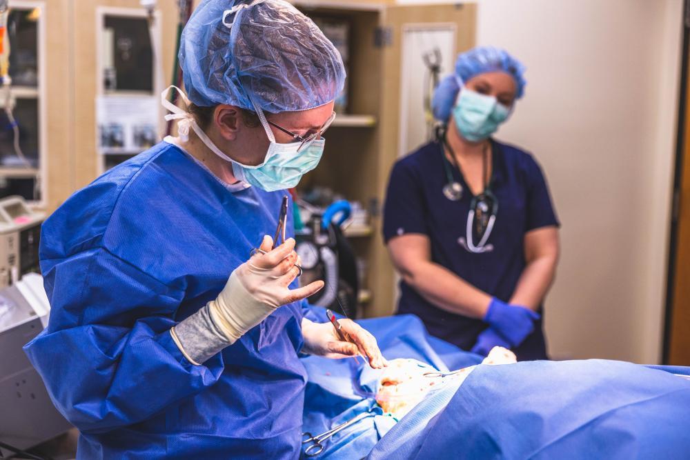 Types of Veterinary Jobs at a Nonprofit Hospital DoveLewis